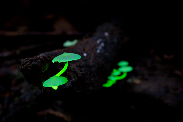 Biofluorescent Mushrooms