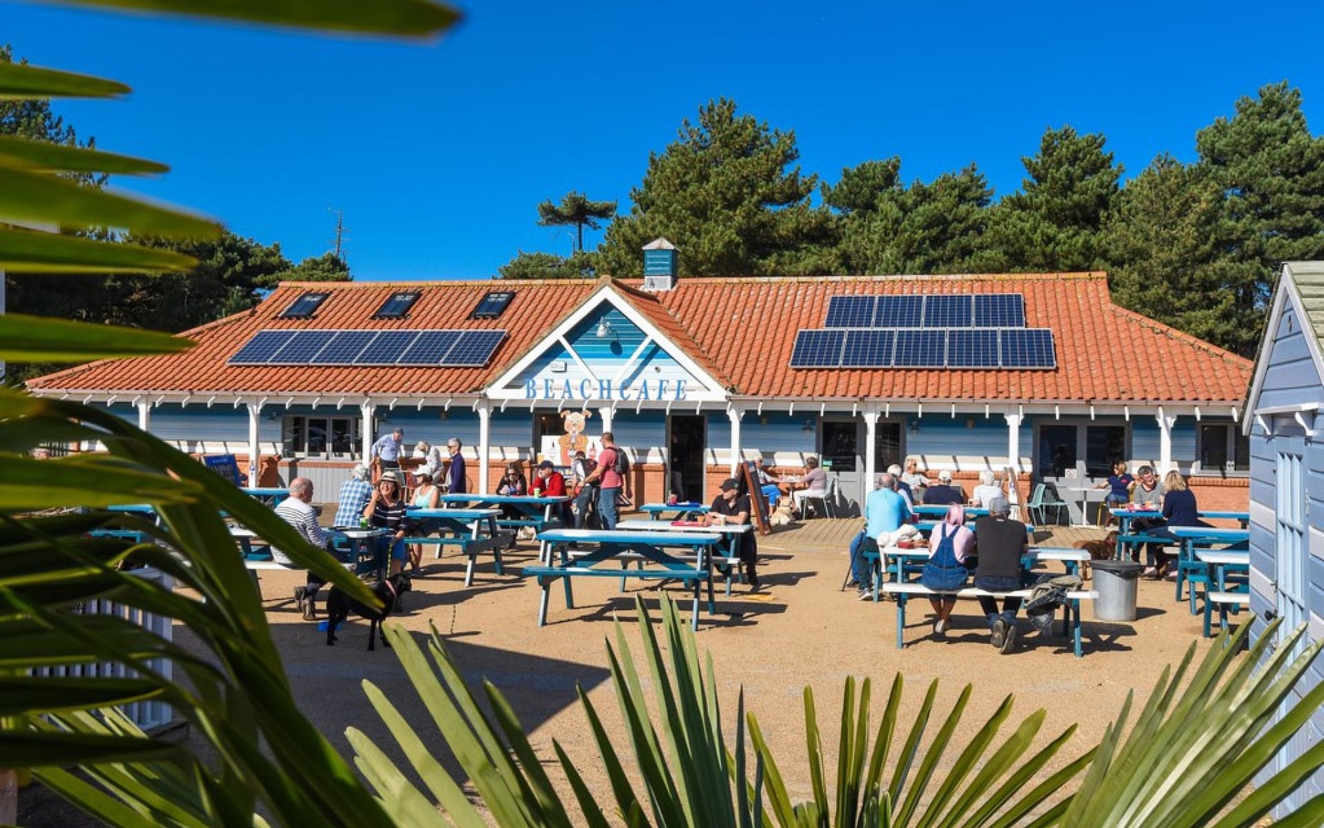 Outdoor scene of a beach café with solar panels on a red roof, surrounded by pine trees. Patrons enjoy the sunny day at blue picnic tables.
