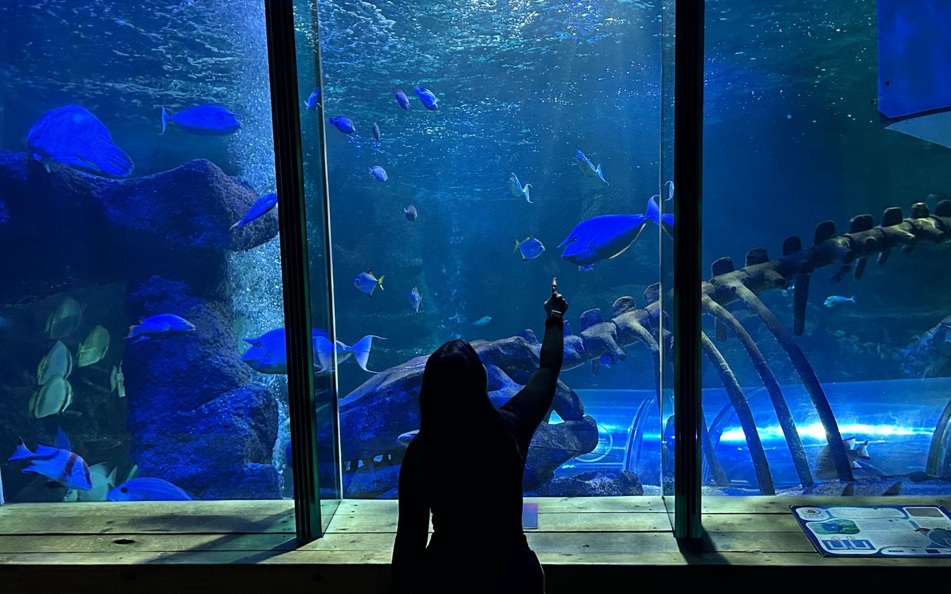 A silhouetted person points at vibrant blue fish swimming in a large aquarium, with rock formations and a skeletal structure. The scene is serene and awe-inspiring.